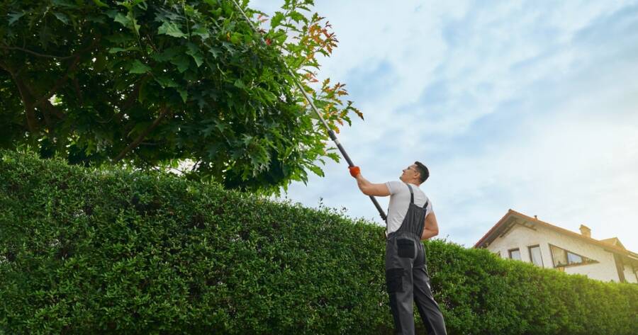 How Do Tree Services Enhance Urban Landscapes?