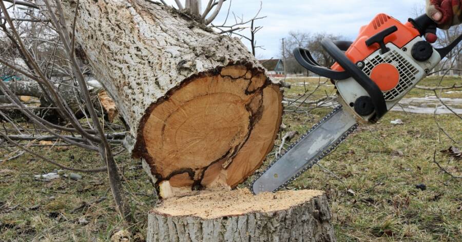 Affordable Tree Care Options for Seniors