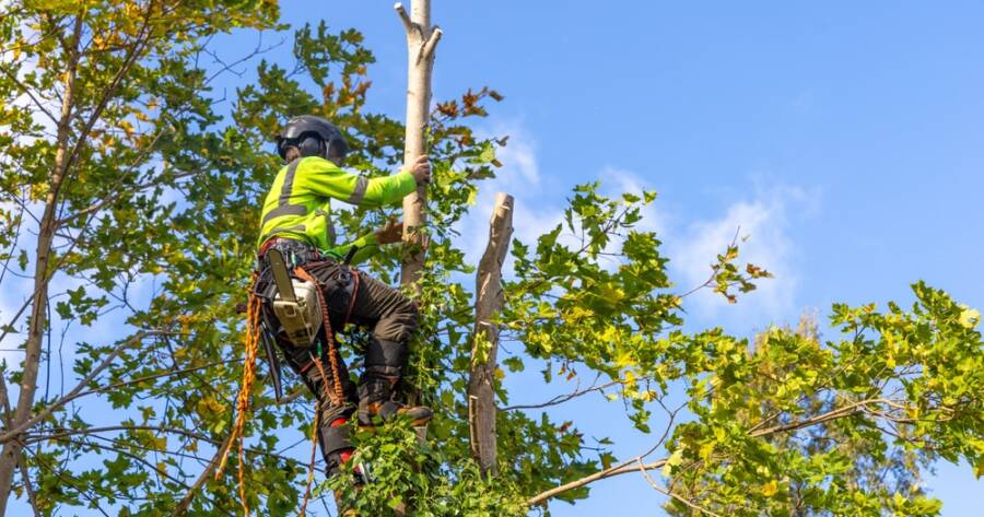 Tree Services for Seniors: Costs and Discounts