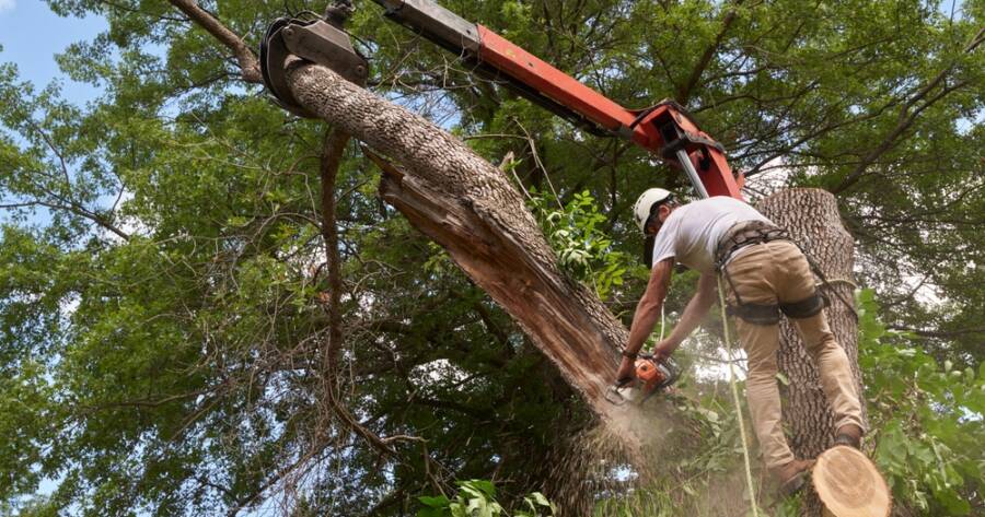 Tree Removal Costs and Services Explained